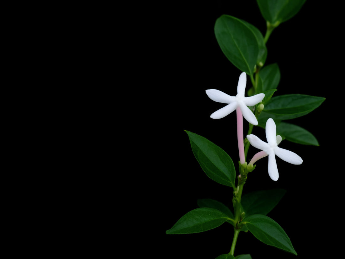 Rametto di gelsomino con fiori bianchi a stella e boccioli rosati