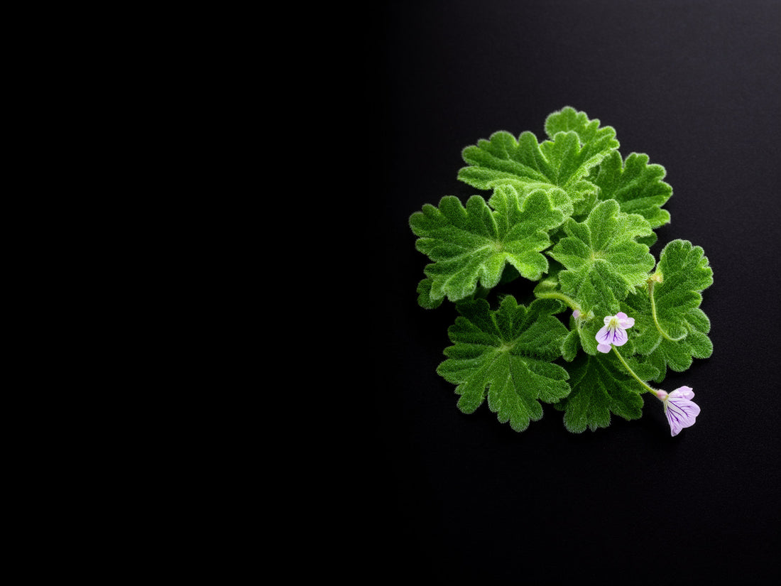 Foglie frastagliate di geranio rosa con piccoli fiori rosa