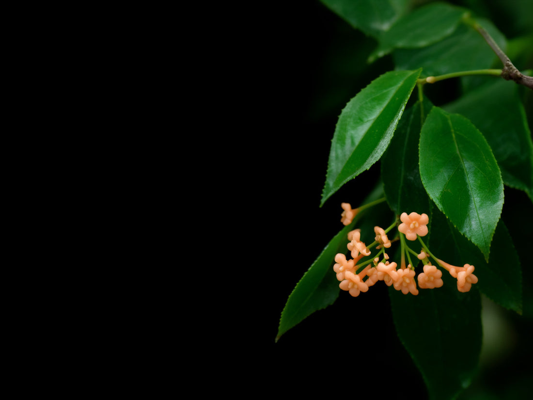 Rametto di osmanto con piccoli fiori arancio albicocca e foglie dentate