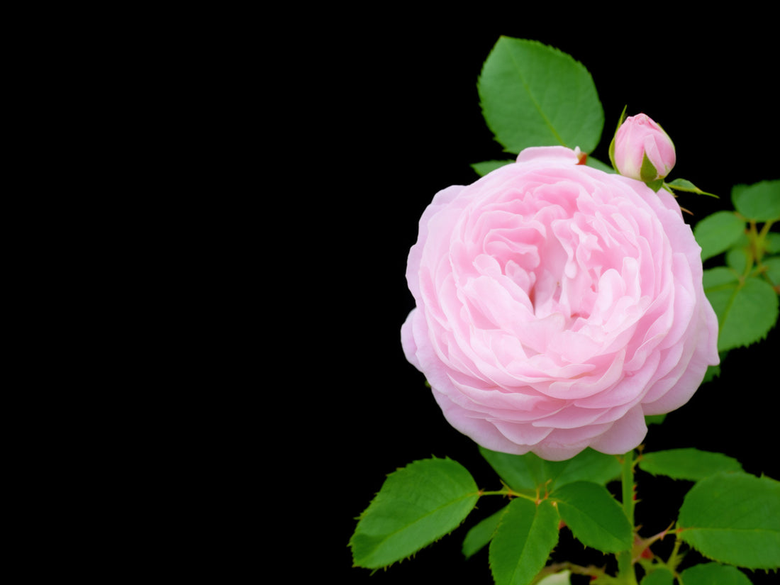 Ramo di rosa con un fiore rosa a cento petali, un bocciolo e foglie seghettate