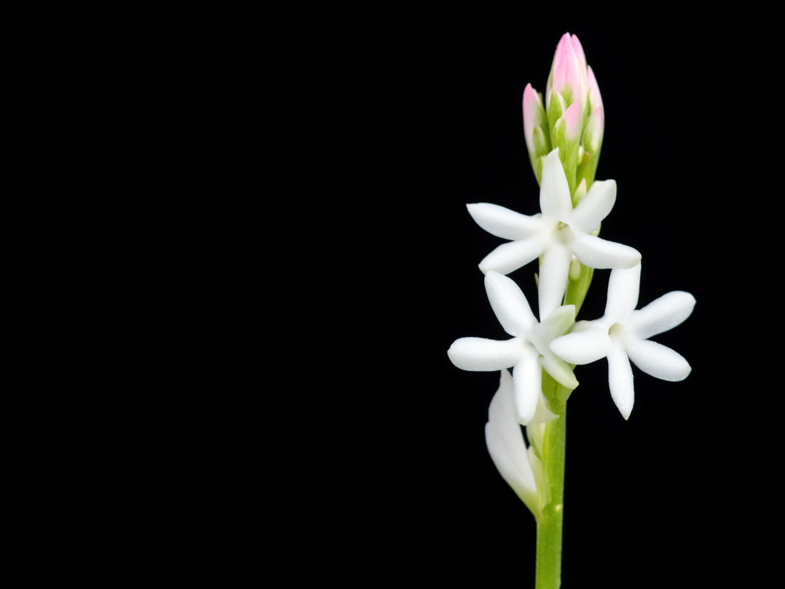 Spiga di tuberosa con fiori bianchi cerosi e boccioli