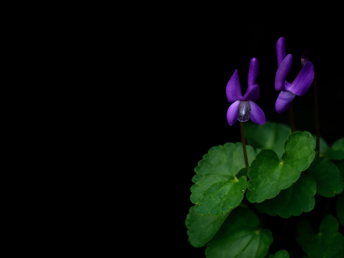 Piccoli fiori di violetta viola tra foglie a forma di cuore