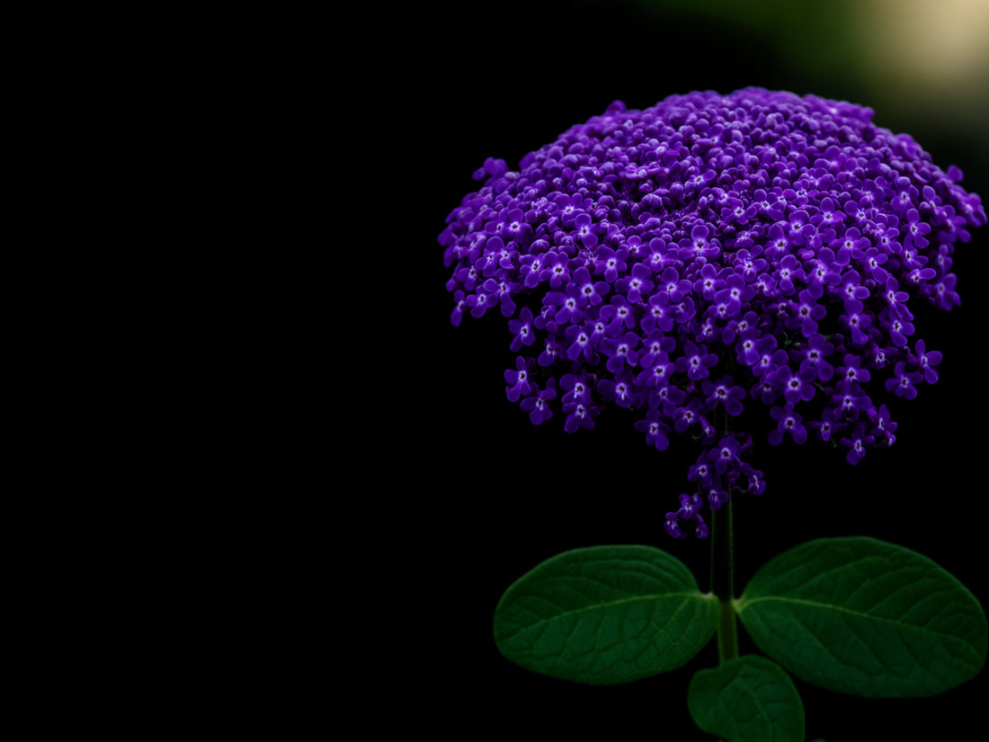 Infiorescenza di eliotropio con tanti piccoli fiori viola