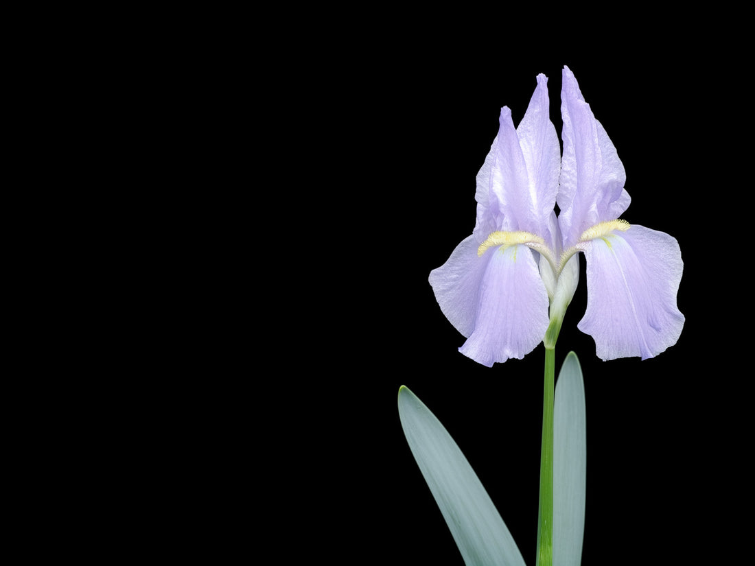 Fiore di iris lilla tenue con foglie a spada