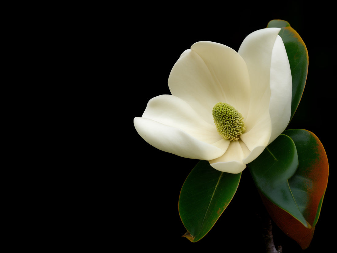 Fiore di magnolia bianco e aperto con foglie verdi lucide
