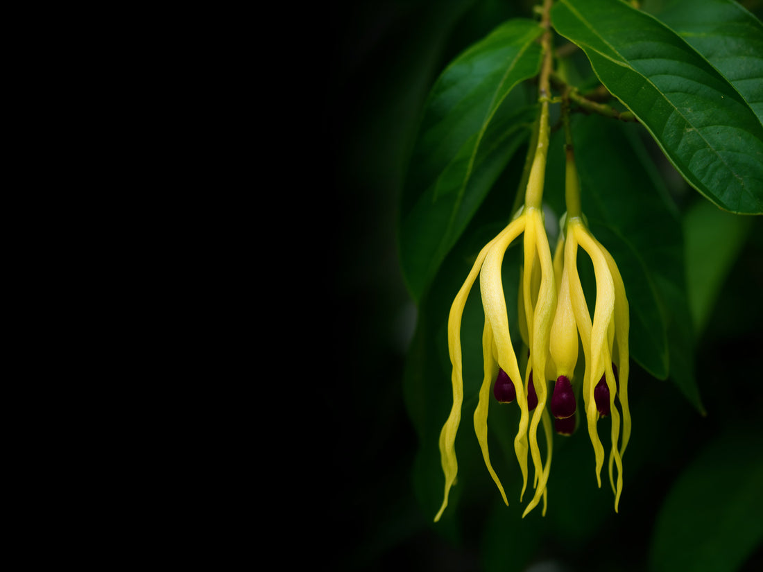 Fiori di ylang ylang giallo-verdi dai petali lunghi e pendenti, tra foglie lucide